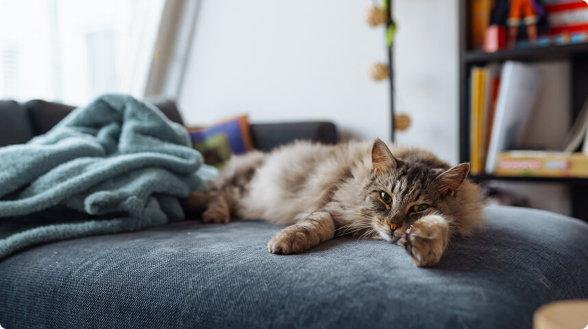 кот или собака лежат расслабленно дома